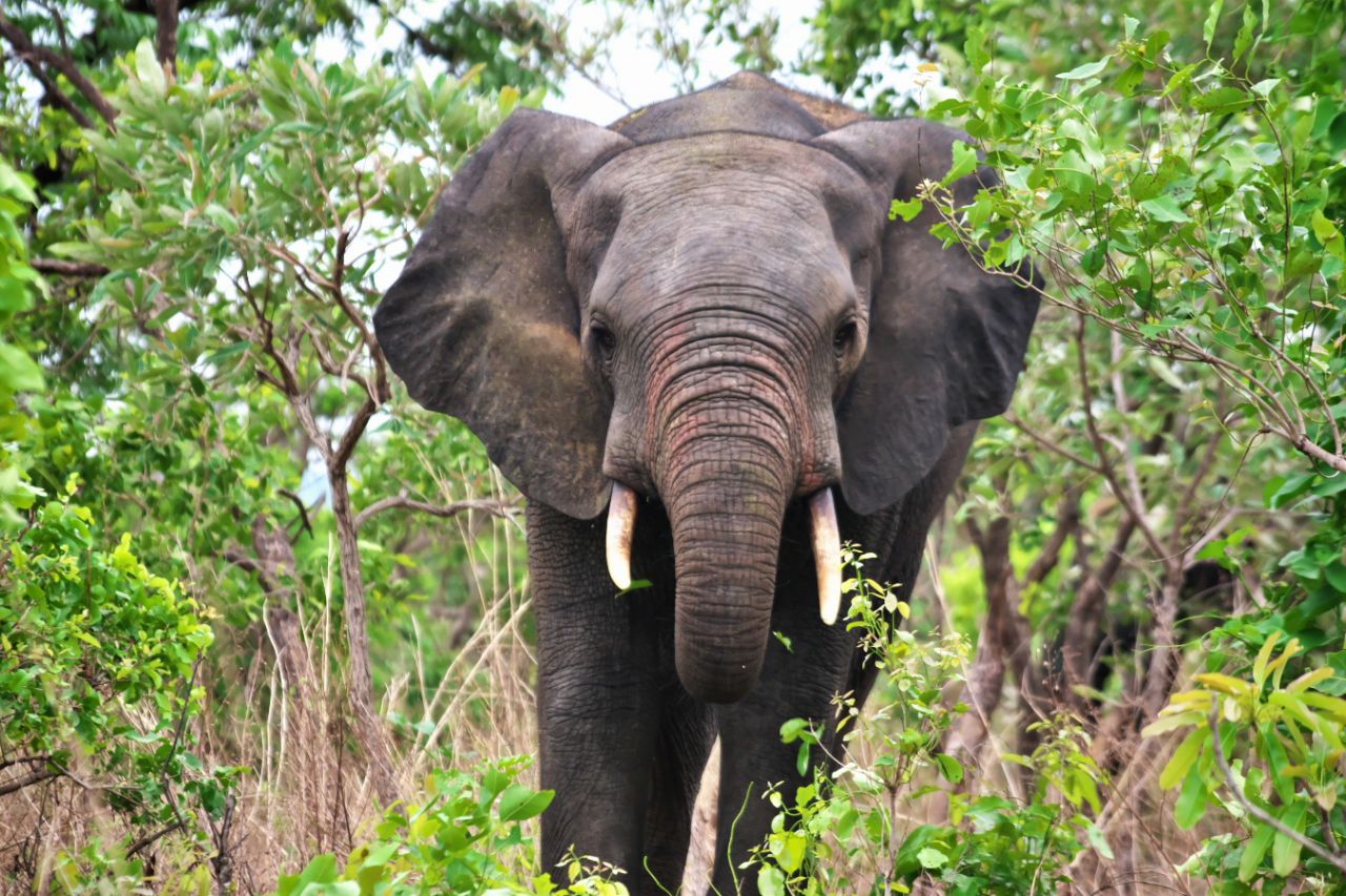 ガーナのモレ国立公園でゾウを見るのだ 18年5月12日